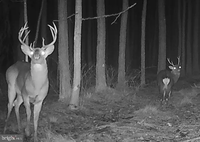 007 Muddy Hole Rd, Tyaskin, MD 21865 - Image #1