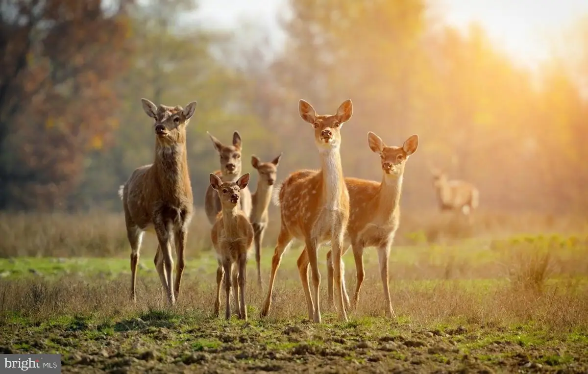 614 Graystones Jeras Rd Lot Hv-3, Albrightsville, PA 18210 - Image #1