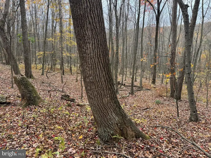 Tract 1: 65+/- Acres Coles Valley Rd, Robertsdale, PA 16674 - Image #2