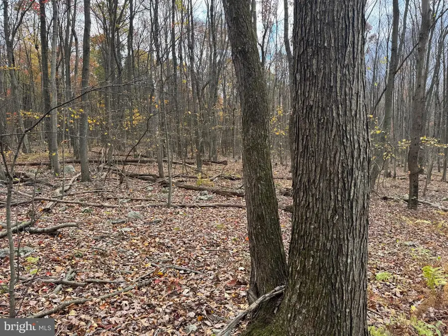 Tract 1: 65+/- Acres Coles Valley Rd, Robertsdale, PA 16674 - Image #3