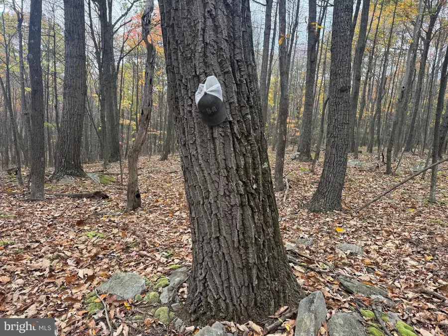 Tract 2: 30+/- Acres Coles Valley Rd, Robertsdale, PA 16674 - Image #2