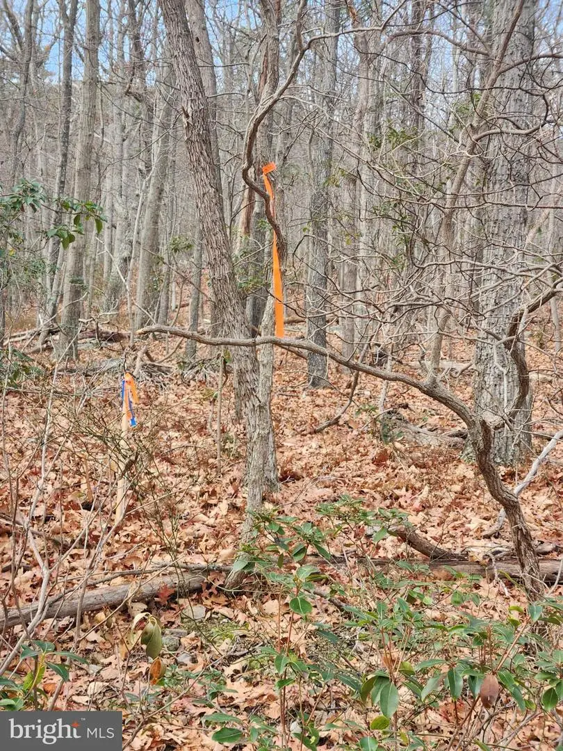 Belwort Trail, Star Tannery, VA 22654 - #3