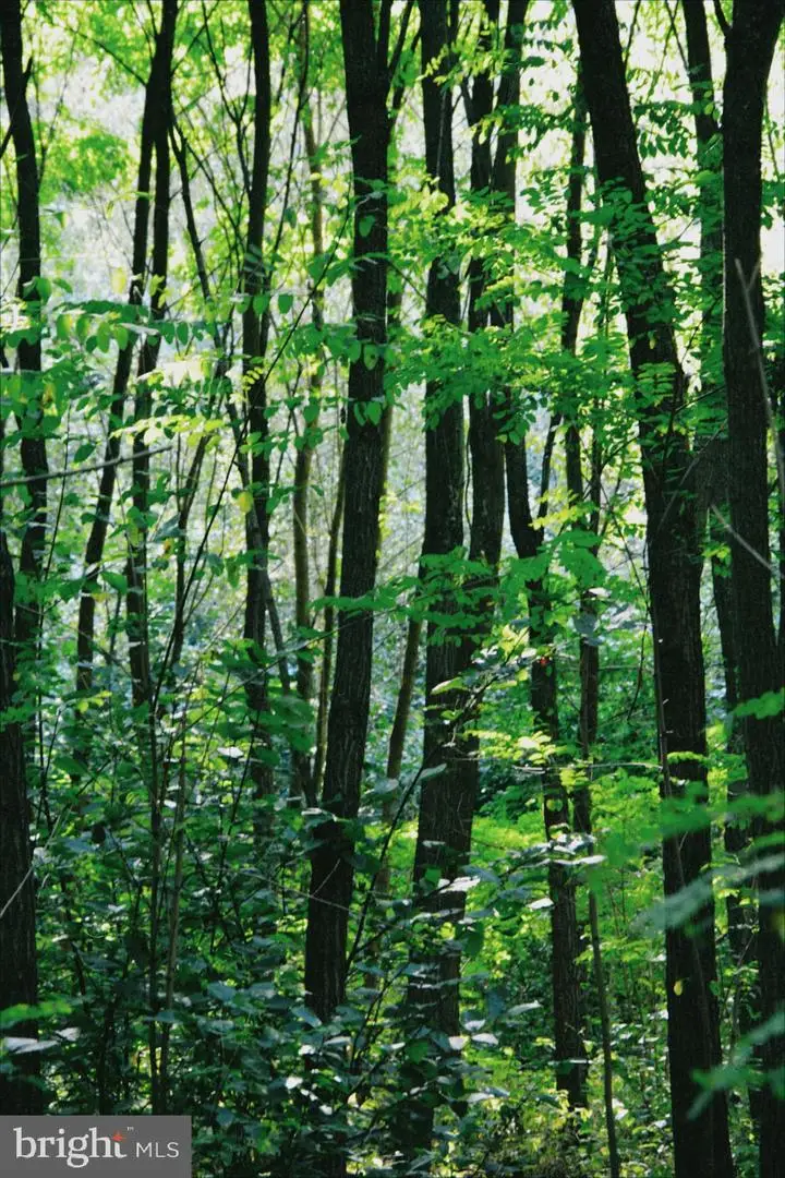 0 National Forest Access Rd, Luray, VA 22835 - #1