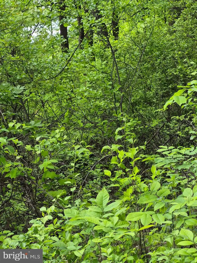 Lot 415 Briar, Front Royal, VA 22630 - #1