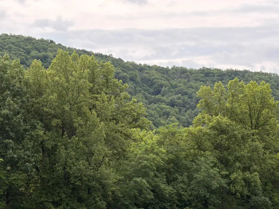 1996 Buck Mountain Rd, Bentonville, VA 22610 - #3