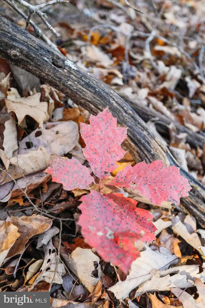 Lot 8 Croston Rd, Bloomery, WV 26817 - Image #3