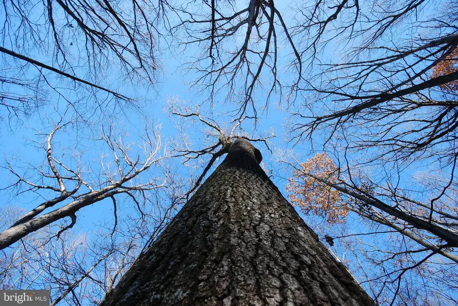 Lot 67 Mill Mountain Rd, Romney, WV 26757 - Image #3