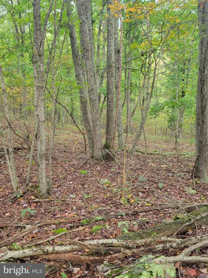 Bear Rd, Delray, WV 26714 - #3