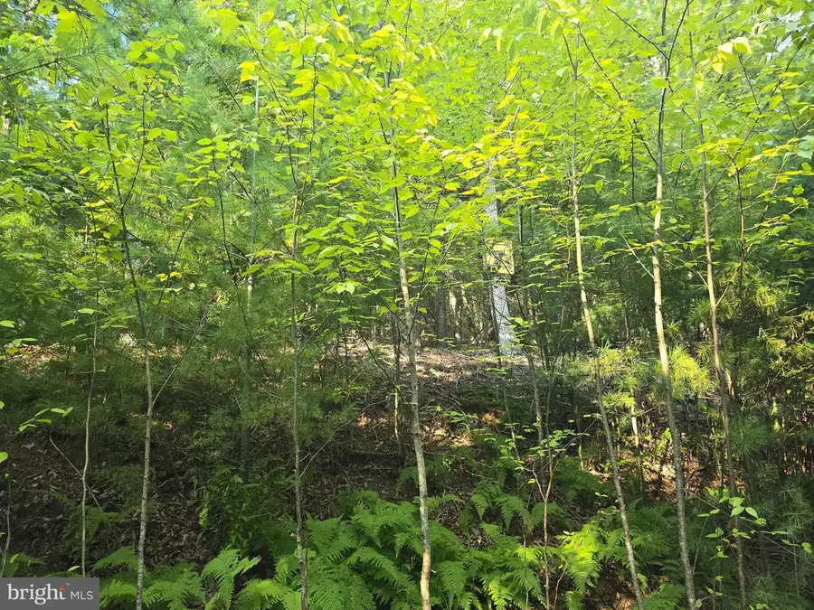 Lot 27 Native Trout Ln, Sugar Grove, WV 26815 - #3