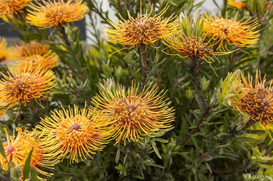 150 El Verano Way, San Francisco, CA 94127 - Image #3