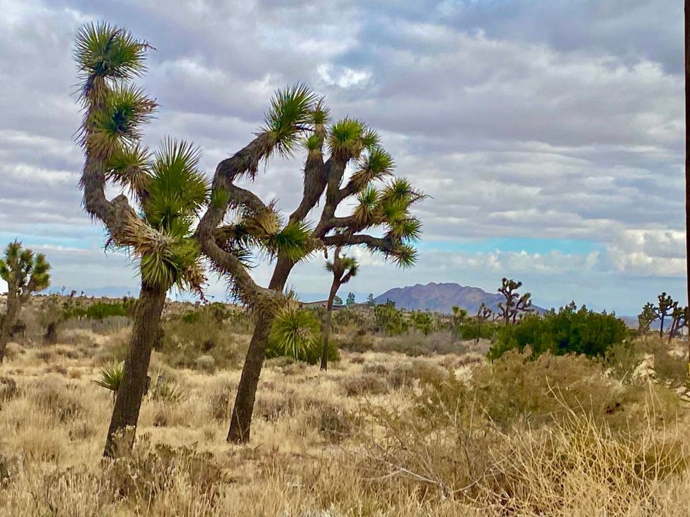 202 Buena Vista Drive, Yucca Valley, CA 92284 BHGRE