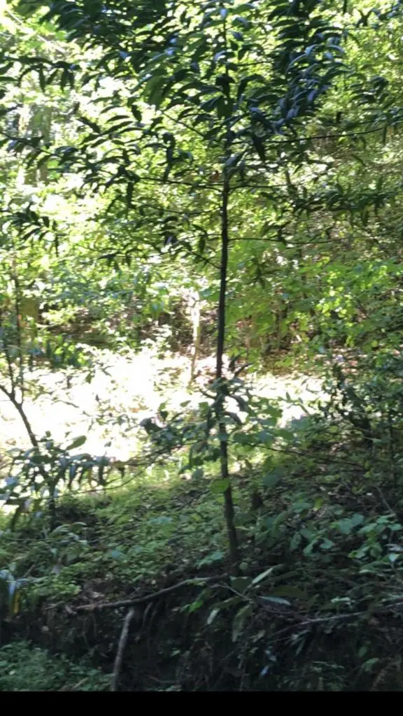 0 Visitar Street, Scotts Valley, CA 95066 - #1