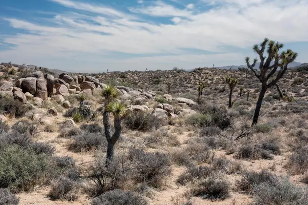 101 Hondo Street, Pioneertown, CA 92268