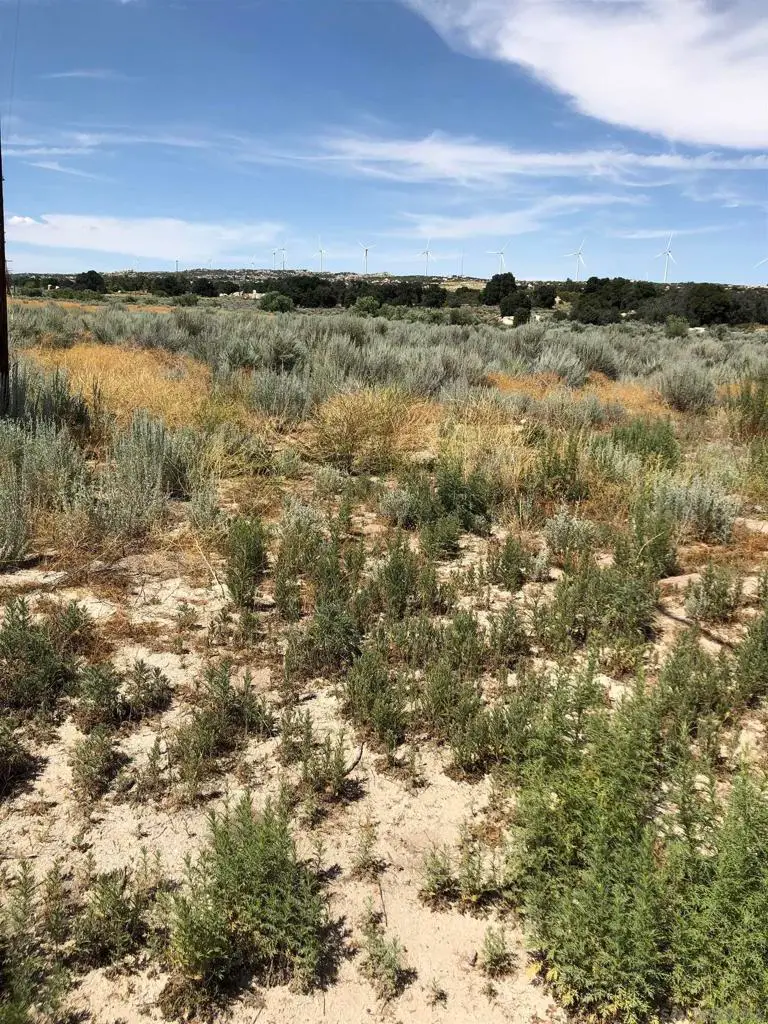 2885 Ribbonwood Rd, Boulevard, CA 91905 - Image #2