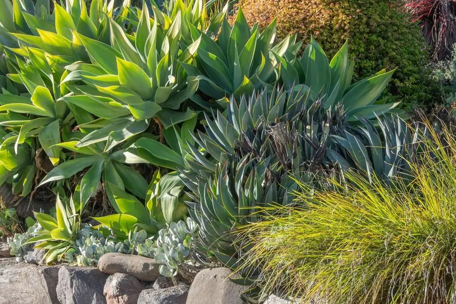 1923 Yolo Ave, Berkeley, CA 94707 - Image #2