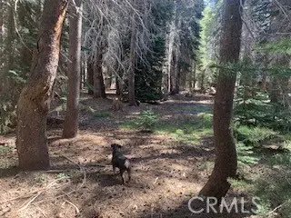 4142 Redtop, Bass Lake, CA 93604