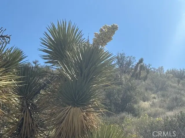 0 None, Pinon Hills, CA 92372 - #3