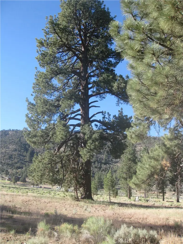 2824 Erwin Ranch Road, Big Bear City, CA 92314 - #1