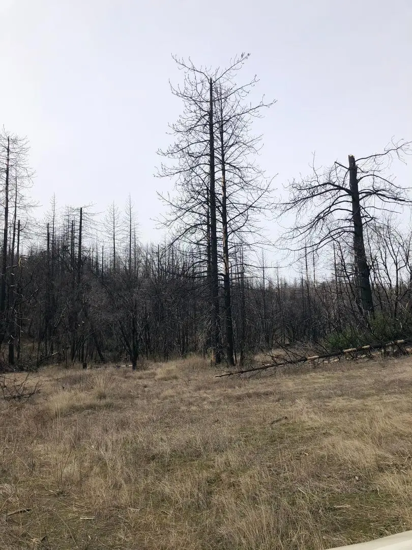 164 Graystone Lane, Berry Creek, CA 95916 - #3