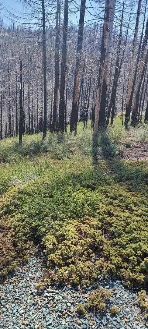 5406 Wooded Glen Drive, Grizzly Flats, CA 95636 - Image #3