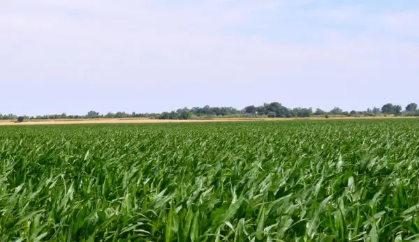 16071 Tyler Island Road, Isleton, CA 95641