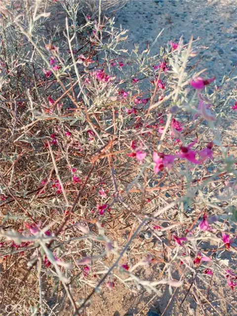 0 Jojoba Drive, Twentynine Palms, CA 92277 - Image #3