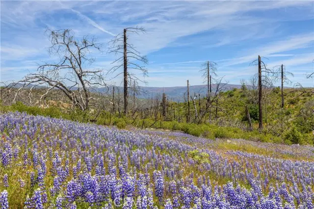 0 Harrison Springs Road, Berry Creek, CA 95916 - Image #3