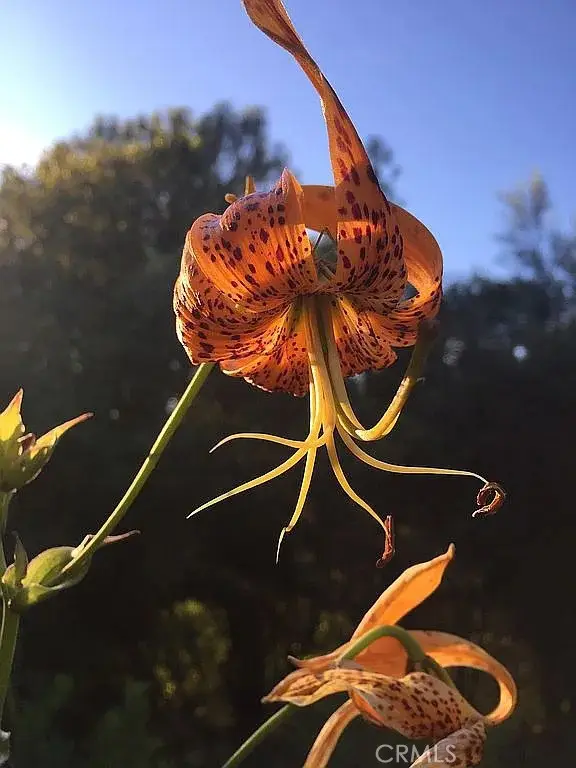 3738 Pinkston Canyon Road, Oroville, CA 95965 - #1