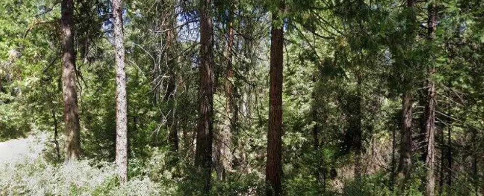 166 Higdon Road, West Point, CA 95255 - Image #1