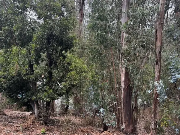 6587 Thornhill Drive, Oakland, CA 94611