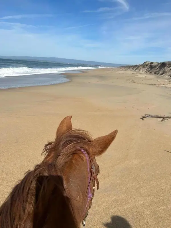 3485 Stable Lane, Santa Cruz, CA 95065