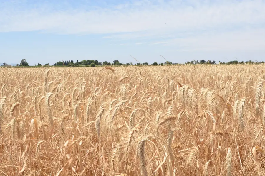 16071 Tyler Island Road, Isleton, CA 95641 - #2