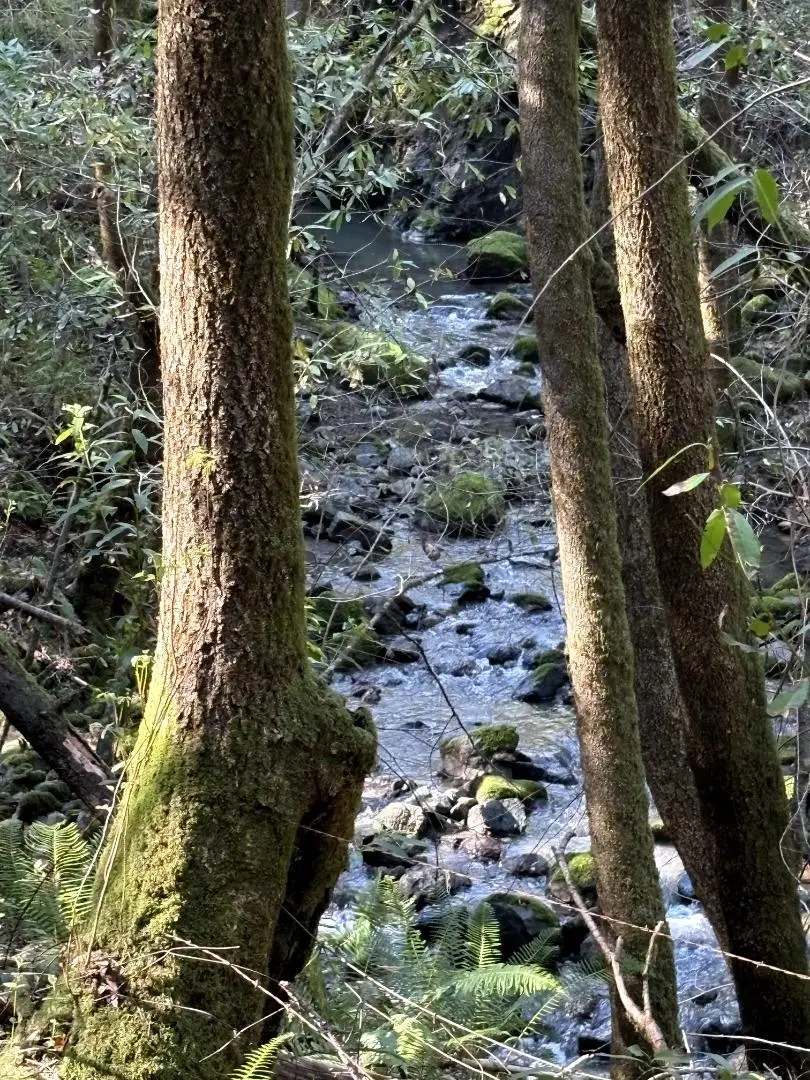 11930 Graton Road, Sebastopol, CA 95472 - #3