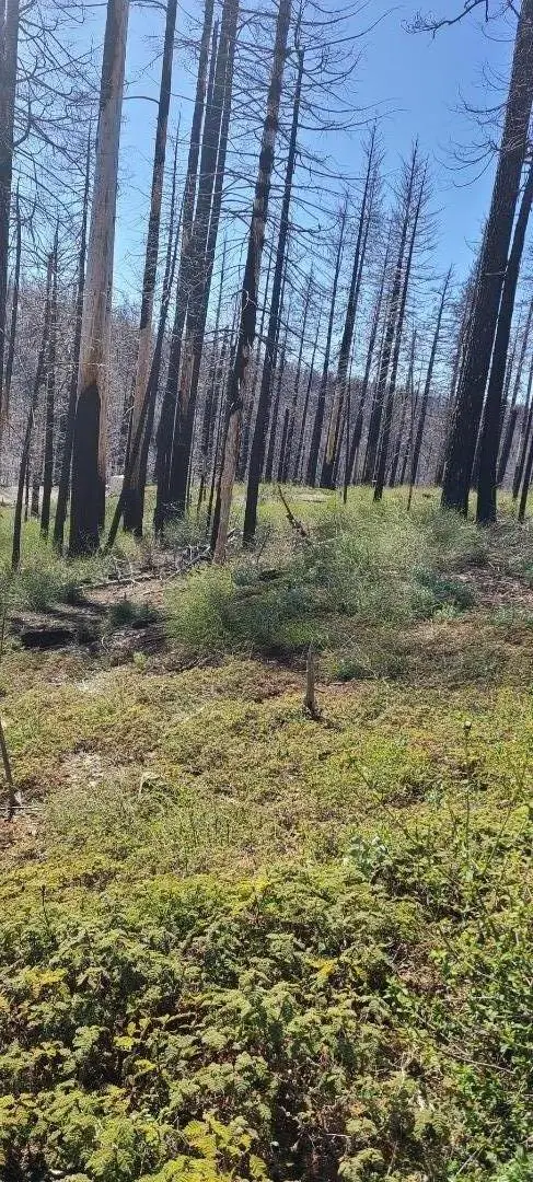 5406 Wooded Glen Drive, Grizzly Flats, CA 95636 - #2