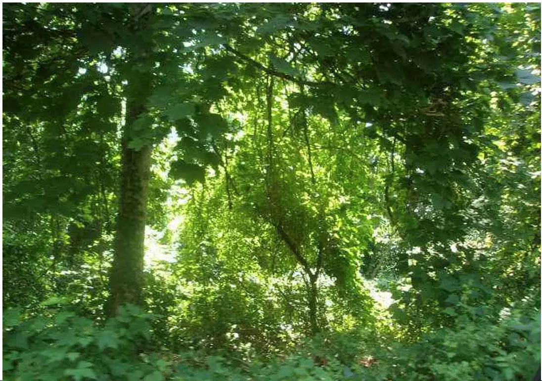 0 Sidney Street, Falmouth, MA 02540 - Image #1