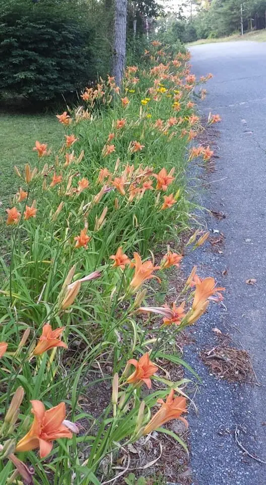 11 Webquish Lane, Mashpee, MA 02649 - #2