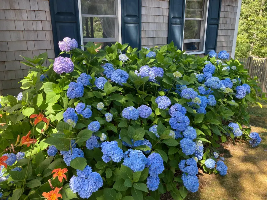 38 Shorewood Drive, Orleans, MA 02653 - #2