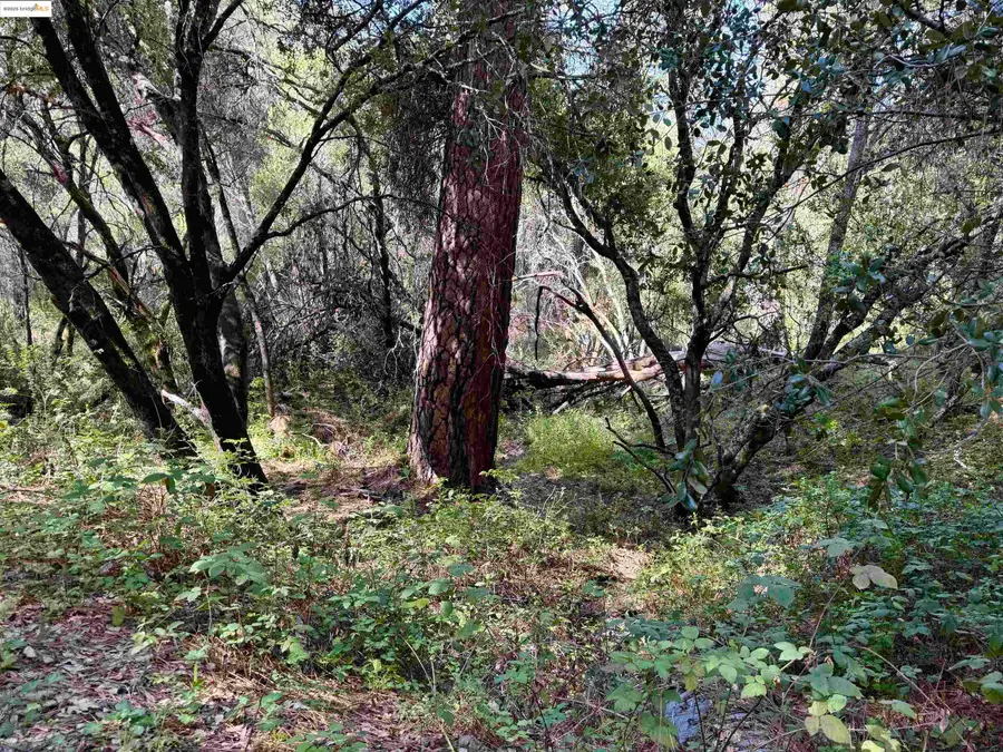 21893 Sawmill Flat RD, Sonora, CA 95370 - #2