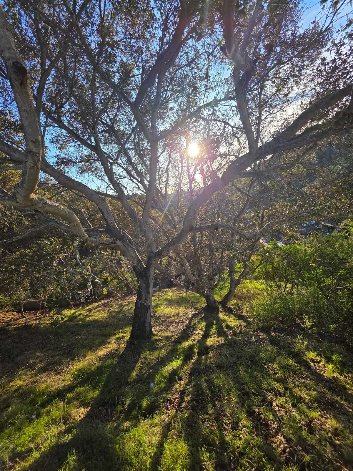 0 Longfellow Dr, Belmont, CA 94002 - #1