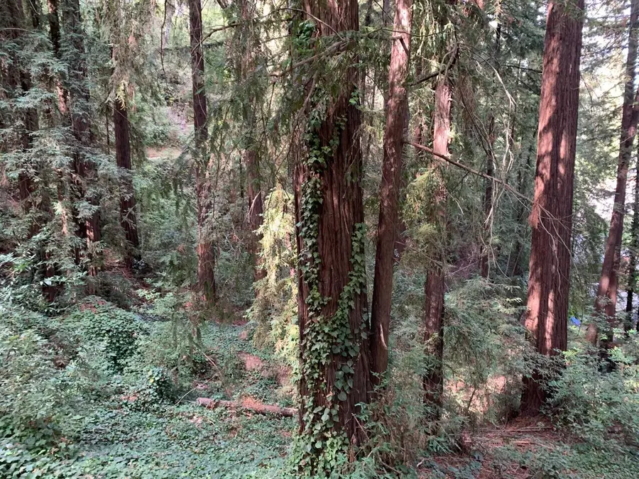 0 Helen Way, Los Gatos, CA 95033 - #3