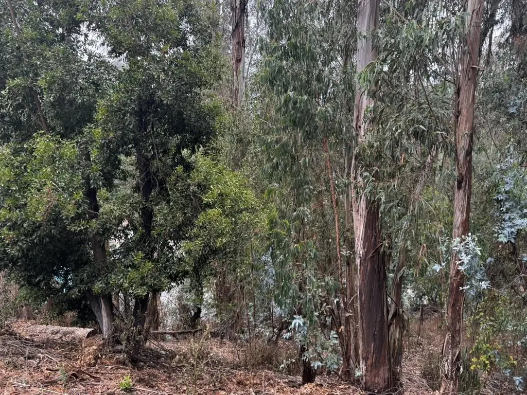 6587 Thornhill Drive, Oakland, CA 94611 - #1