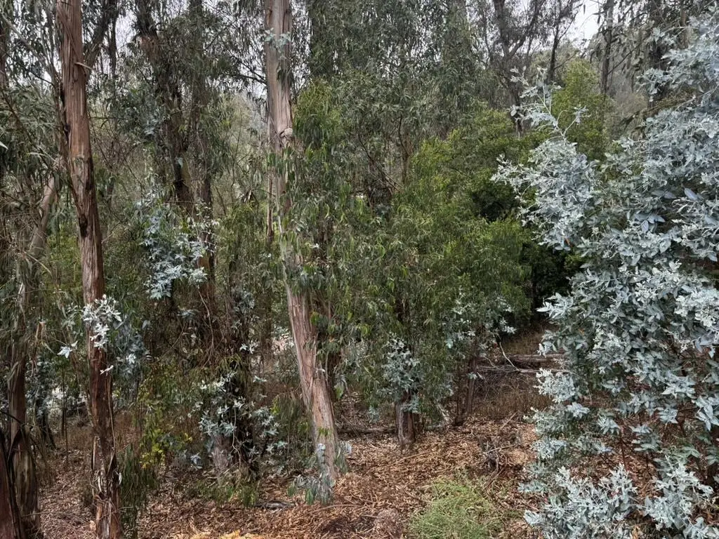 6567 Thornhill Drive, Oakland, CA 94611 - #1