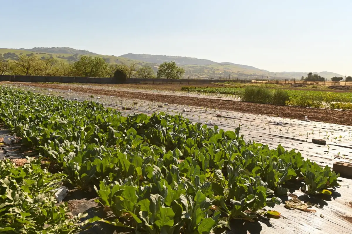 1600 Barrett Avenue, Morgan Hill, CA 95037 - #1