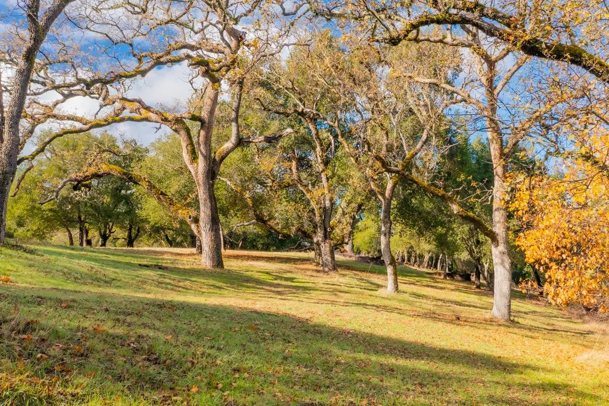36 Arroyo Sequoia, Carmel, CA 93923 - #1