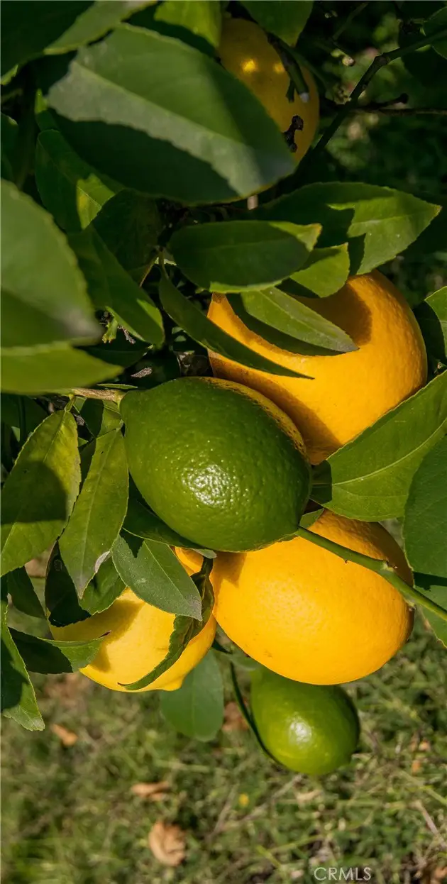 2820 Mount Curve, Altadena, CA 91001 - #3