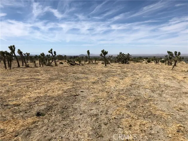 10823 Daisy Court Lane, Pinon Hills, CA 92372 - #1