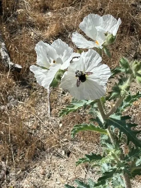 0 Ida, Cabazon, CA 92230 - #2