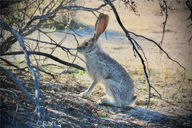 64755 Foothill Drive, Joshua Tree, CA 92252 - #2