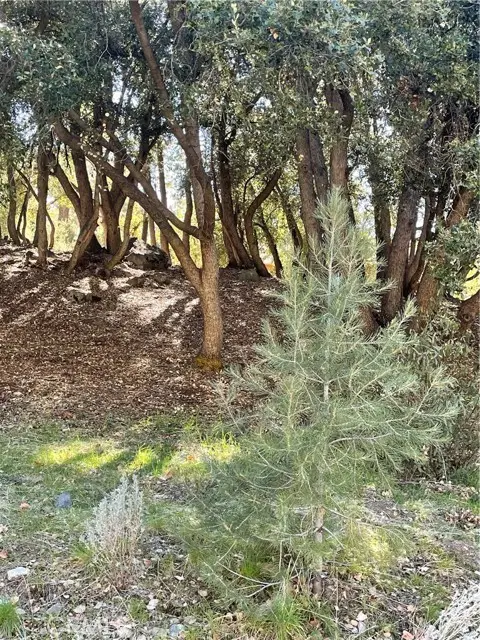 2117 Alder Ct, Pine Mountain Club, CA 93222 - #3