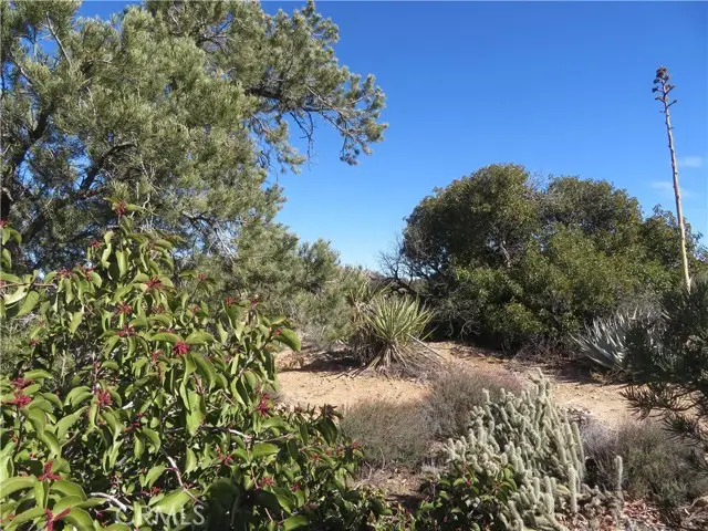 155 Lot #155 Buckthorn, Mountain Center, CA 92561 - Image #2